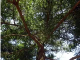 Nikko Fir Abies homolepis