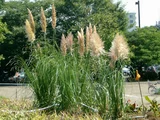 Pampas grass