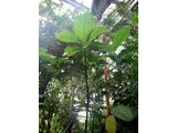 Pingpong tree