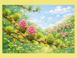 日本落叶松