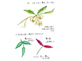 Gardneria multiflora