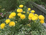 Persian buttercup