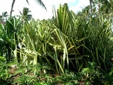 Furcraea foetida 'Mediopicta'