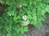 Viburnum sargentii
