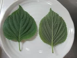 紫苏
