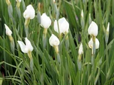 Iris ensata 'Hakuryu no tsume'