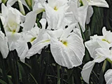 Japanese Iris 'Tsurunokegoromo'