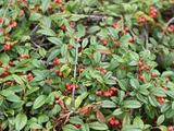 Rock cotoneaster