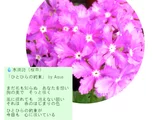 サクラソウ