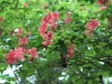 ヤマツツジ