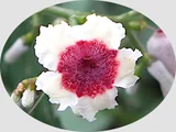 Paederia foetida