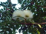 白缨花