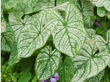 Caladium