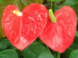 Anthurium