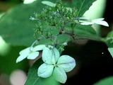 額紫陽花 '土佐緑風'