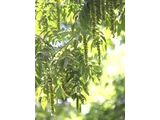 Pterocarya rhoifolia