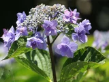 額紫陽花 '城ケ崎'