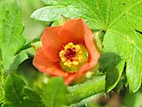 Modioa caroliniana