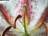 紅筋天香百合