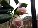 山茶花 '越之麗人'