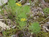 Chrysanthemum rupestre