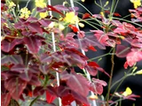 紅葉酢浆草