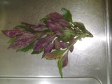 红凤菜