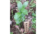 Disporum viridescens