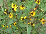 三裂叶金光菊