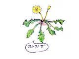 稻槎菜