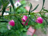 Boronia heterophylla