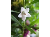 克羅威花