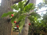 Ilex pedunculosa