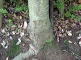 米槠