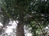 Nikko Fir Abies homolepis