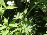 False bugbane