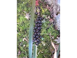 Liriope muscari