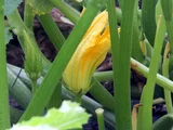 Zucchini