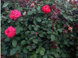 罗纳德·里根薔薇