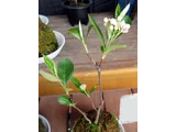 Pourthiaea villosa