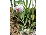 Thunia alba