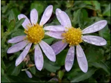 蒙古野菊