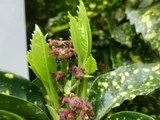 Aucuba japonica