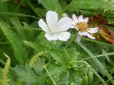 Geranium nipponicum