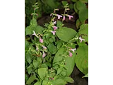 Salvia glabrescens