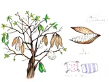 Ceiba pentandra