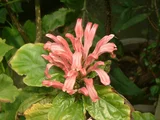 Justicia carnea