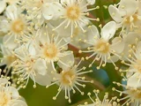 Photinia glabra