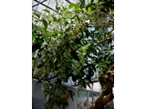 Cestrum nocturnum