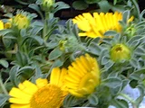 叶苞菊
